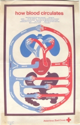 how blood circulate (2)